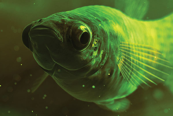 Scientific American | Evolution At The Limits